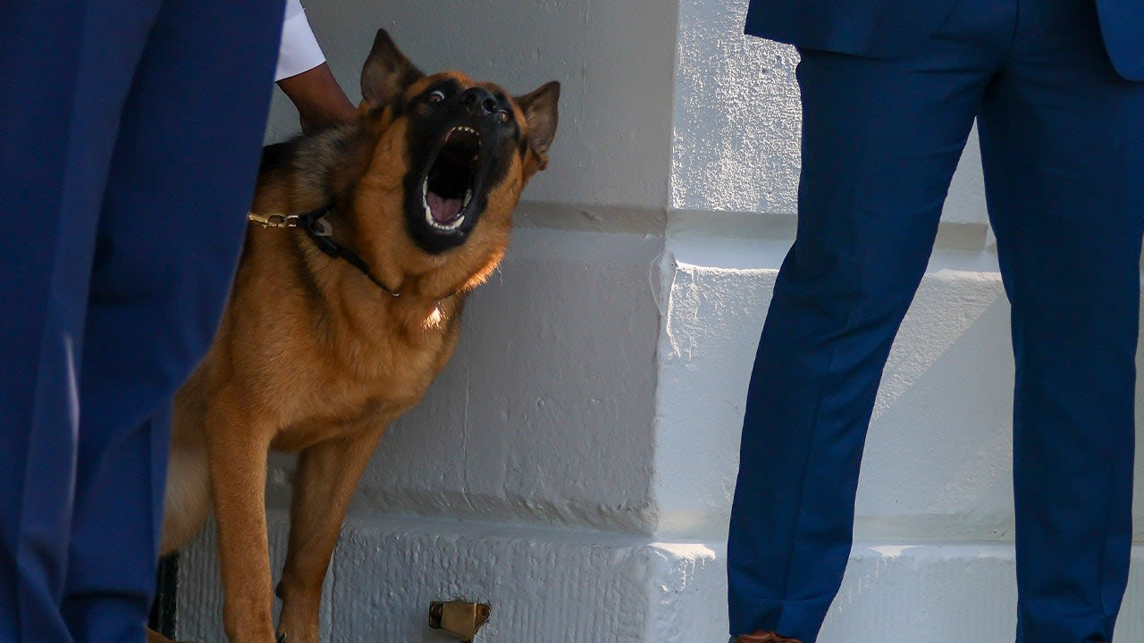 President Biden had front row seat to dog, Commander, repeatedly biting Secret Service agents: report