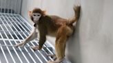 Cloned monkey is first to survive in good health after 112 failed attempts