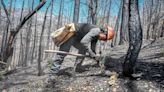 Contrary to conventional wisdom, sequoias need intense fires to sprout seedlings | Opinion