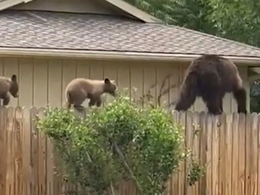 Family of bears walk on fence between homes in Colorado