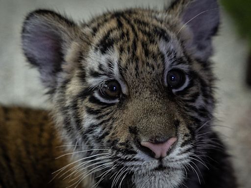 'Asha', la tigresa de bengala de 4 meses rescatada de una vivienda en Ciudad de Guatemala