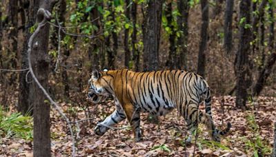 Madhya Pradesh Tiger Reserves Closed Till October; Here’s WHY