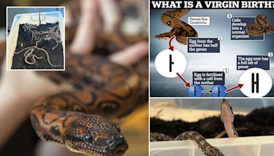 'Virgin' boa constrictor gives birth to 14 babies in Portsmouth