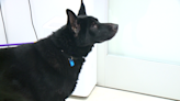 German Shepherd mix at Cleveland APL needs serious ear surgery — how to help