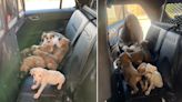 Encontraron 13 cachorros abandonados bajo 36 grados de calor al costado de una ruta en Kansas