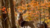 New York's Venison for Vets program expands as hunters help feed those in need - Outdoor News