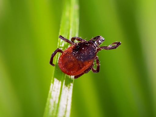 How to remove ticks and what to know about these bloodsuckers