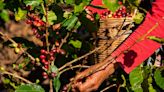 Cafetaleros del sur de México pierden hasta el 30 % de sus cosechas por crisis climática