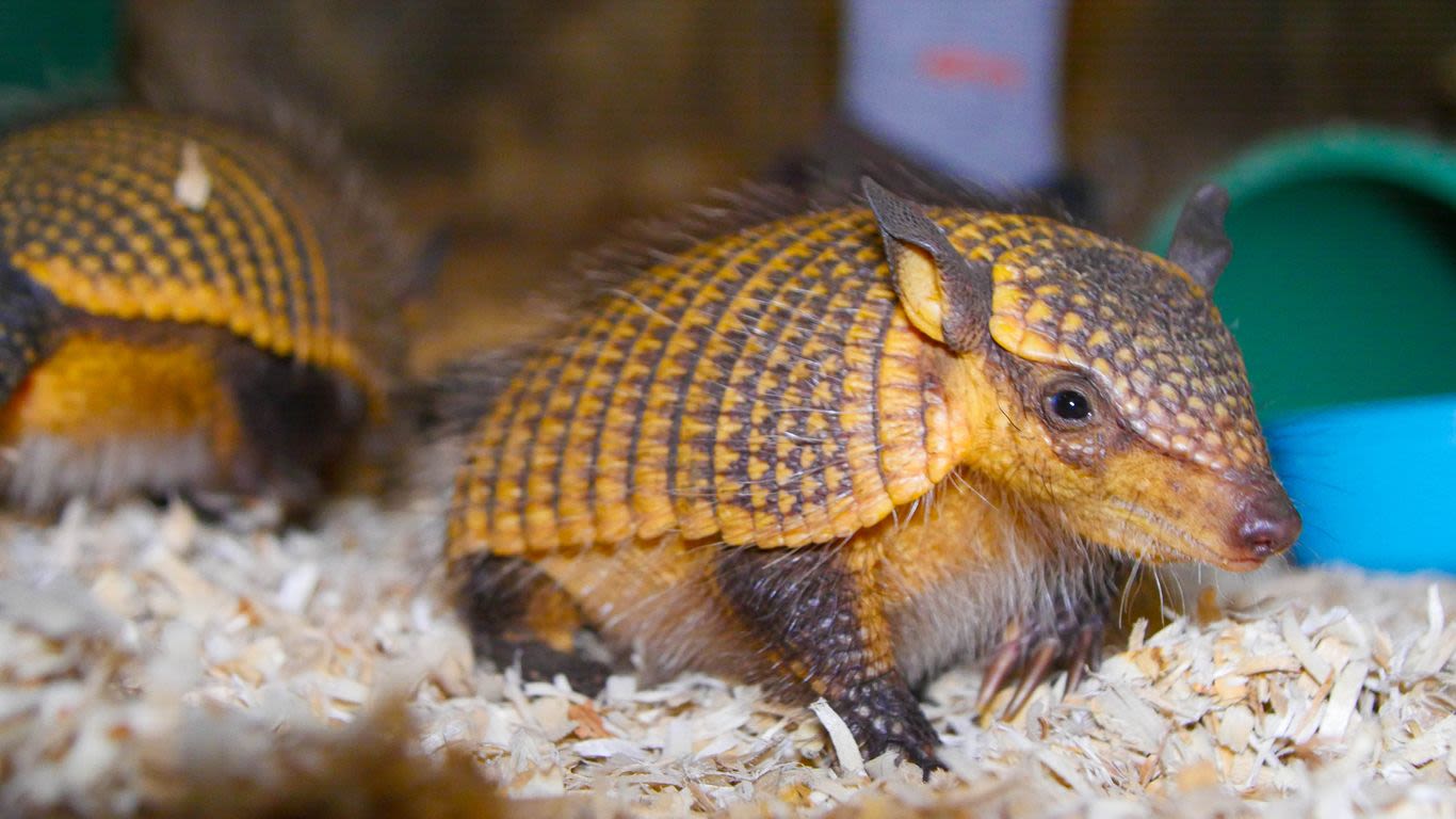 Audubon Zoo in New Orleans welcomes screaming hairy armadillo babies