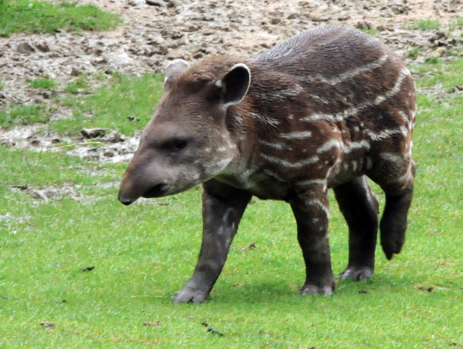 San Diego Zoo welcomes adorably prehensile-snouted tapir tot!