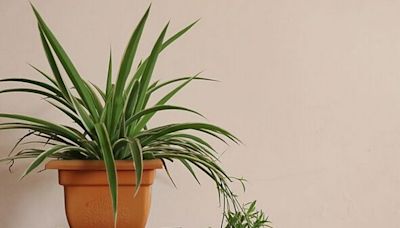 Top air-purifying houseplants that can help reduce dust in your home by 20%