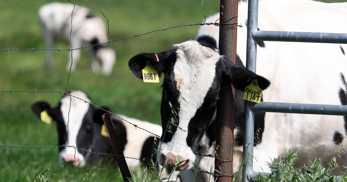 As bird flu spreads on dairy farms, an ‘abysmal’ few workers are tested