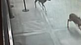 Video of wild deer running through Maui airport prompts new concern about invasive species
