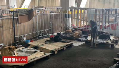 Inundações no Rio Grande do Sul: o estádio mais antigo do Brasil que virou abrigo para cães