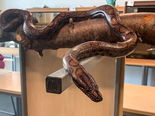 Boa constrictor gives birth to 14 baby snakes after living alone for nearly a decade