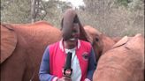 Baby elephant tickles Kenyan journalist’s nose with trunk during news report