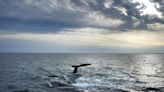 Rare whale sighted off California coast