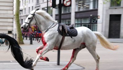 Two Household Cavalry horses in 'serious condition' after six-mile rampage through central London