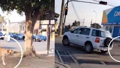 Video: Perrito corre detrás de camioneta de su dueña que lo abandonó