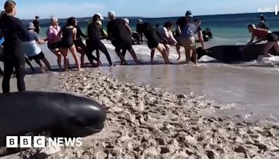 Australia: Rescuers rush to get stranded whales into the sea