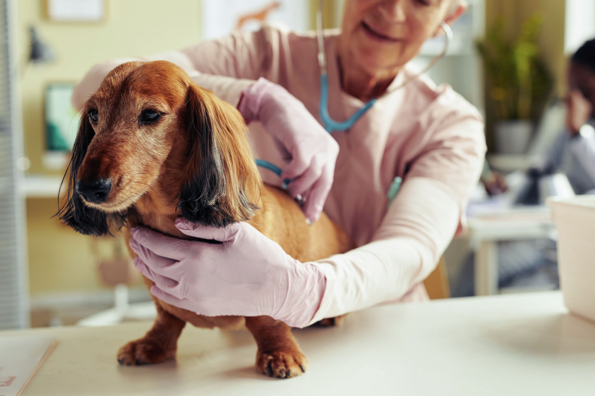 Figo Pet Insurance review: Pros, cons, and pricing