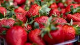 Key reason strawberries are sweeter this year - and how you can grow them