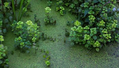 Alarm at lack of plan as algae resurfaces on NI’s largest fresh water lake