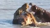 Stranded Lion Attacked By Hippos In 'Rarest' Sight