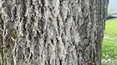 You have 20/20 vision if you can spot the animal in the bark in under 20 seconds