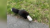 Rescuers Save Skunk With Can Stuck On Head — Then Realize She's Not Alone