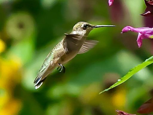 Want to welcome hummingbirds to your yard? An easy way to get started is with these totally tubular blooms