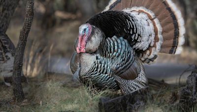 Gould’s turkey survey reveals lots of birds out there