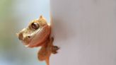 Lizard Falls on Guy's Ice Cream Cone So He Decides to Share with Him