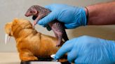 1st baby pangolin in Europe born in Prague zoo, doing well
