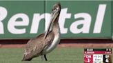 Pelican Takes Center Stage For Giants Game And Announcer Makes Sure It Receives Proper Credit