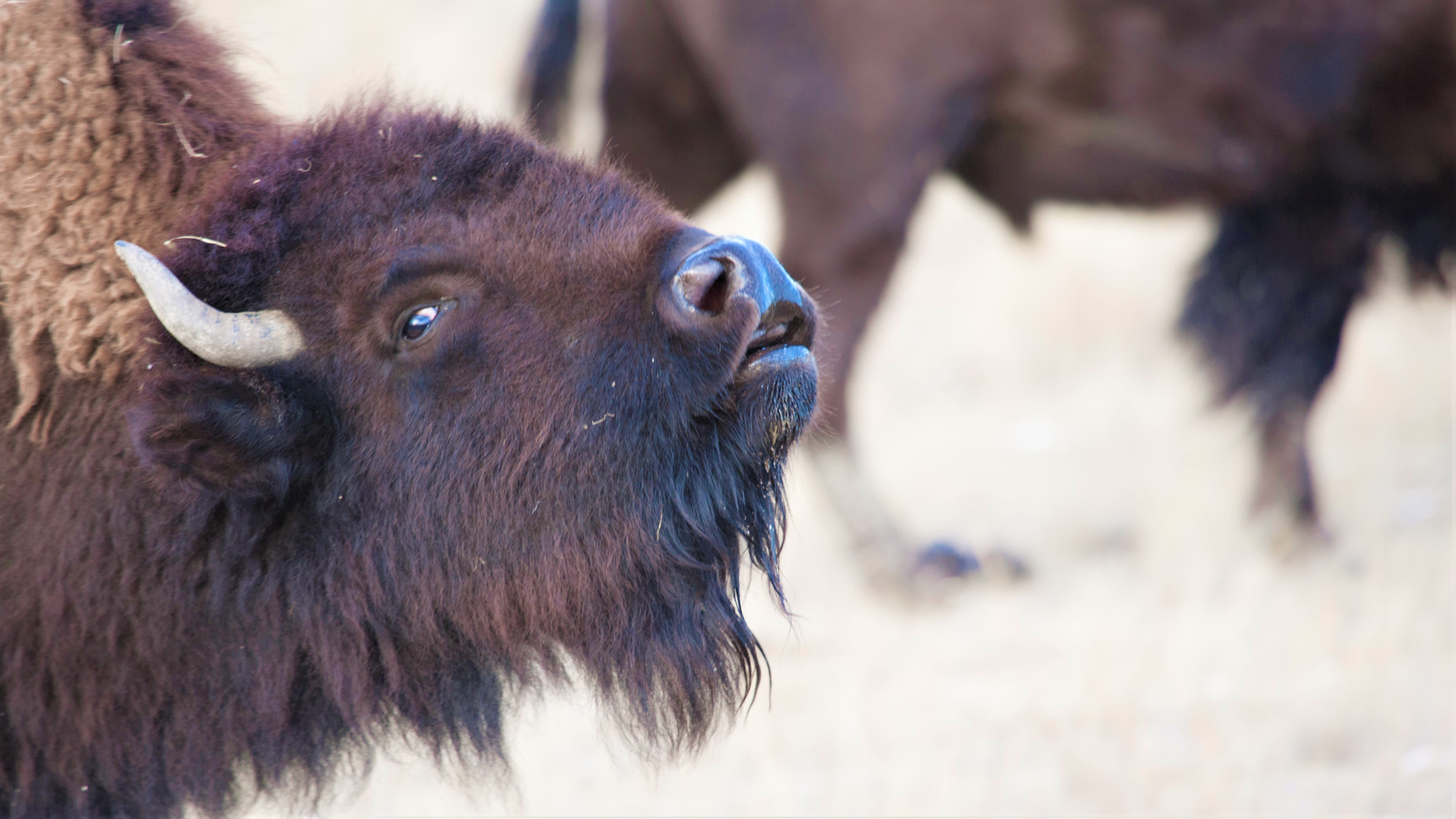 Here's a demonstration of how NOT to photograph bison at Yellowstone, courtesy of two tourists