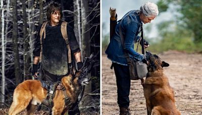 The Walking Dead Dog Dies: Norman Reedus and More Pay Tribute to Seven, the ‘Best TV Buddy Ever’