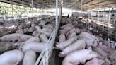 La Nación / Inversores españoles analizan oportunidades para desembarcar en el sector porcino