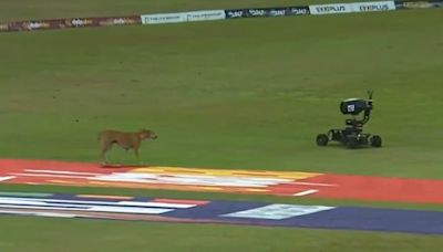 Dog Vs Buggy Cam Battle Steals The Show In Lanka Premier League 2024 Final - Watch Hilarious Video