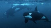 Orcas are eating sharks in the Gulf of California — and it may be happening more than we think, experts say