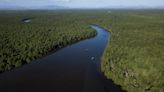 In Brazil, mangrove reforestation proves crucial in fight against climate risks