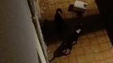 Los Pitbulls encerrados en un piso de Palma: ¿maltrato animal o acoso vecinal?