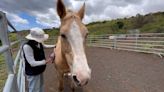 Group helping Maui fire survivors heal with horses says they're seeing 'miracles'