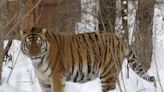 Putin wanted to bring back Russia’s huge wild tigers. It’s not going well