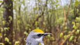 Smith: Wisconsin can play a vital role in the future of the 2024 bird of the year, the golden-winged warbler