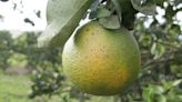 Citrus quarantine expanded to Valley Center