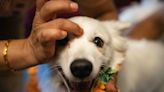 Worshipping dogs in Columbus for Tihar, the Nepali Diwali