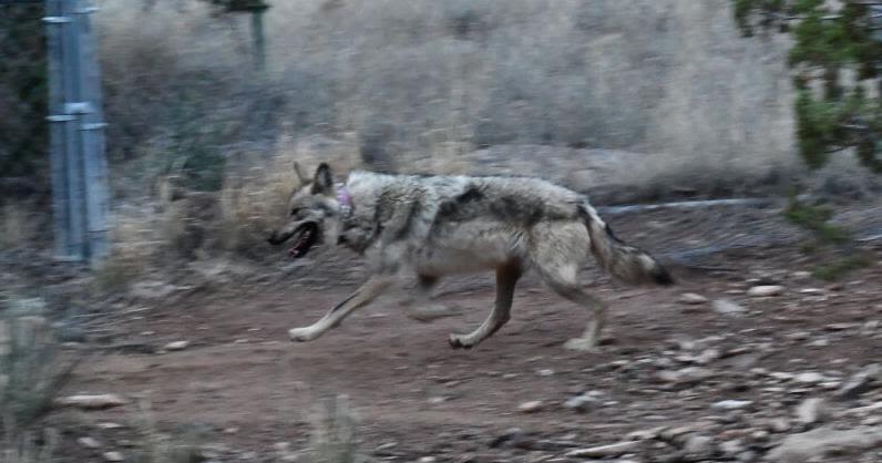 Asha, Southwest's wide-roaming Mexican wolf, will stay in captivity another breeding season