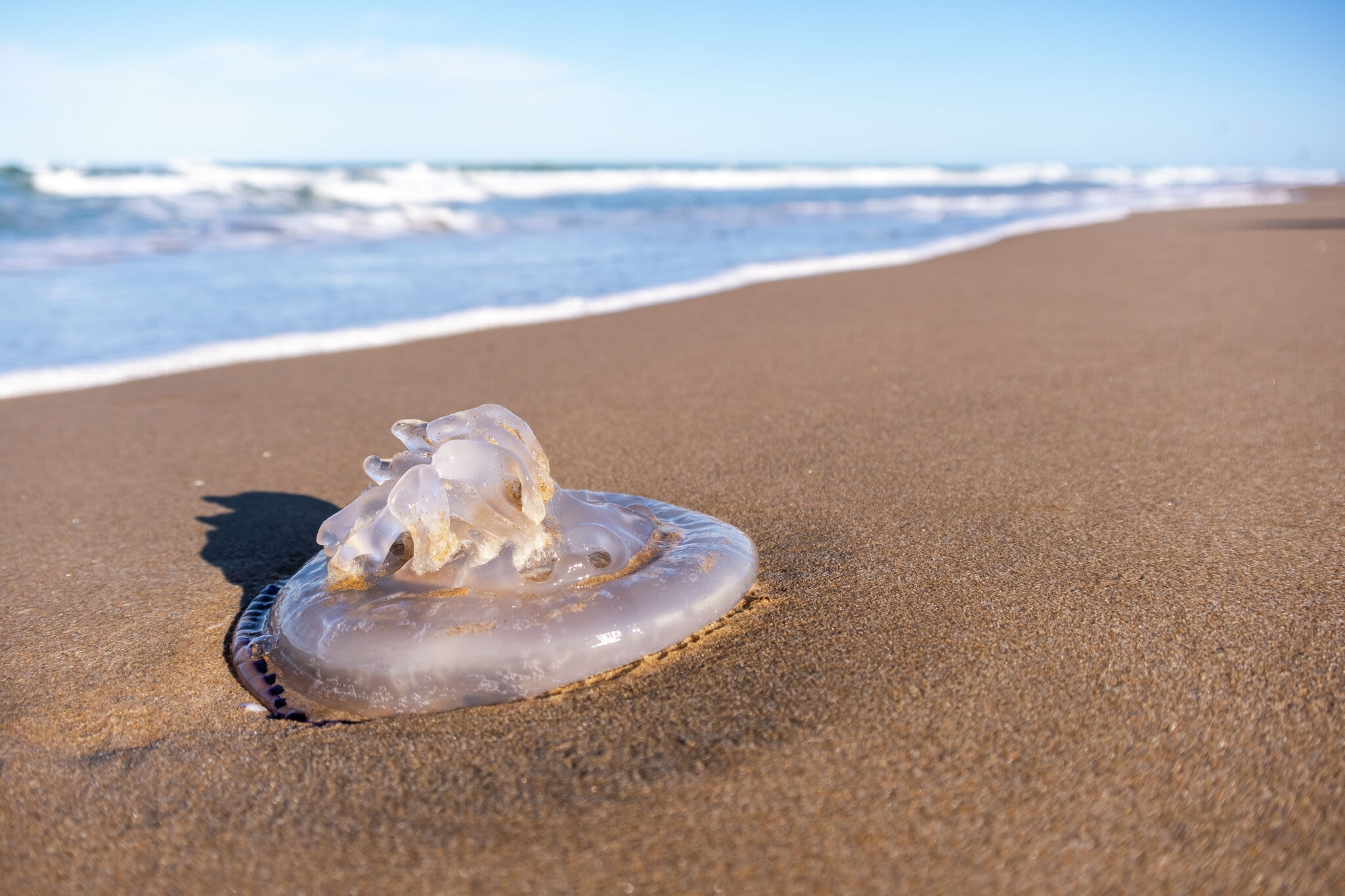 Stung by a jellyfish at the beach? Here's how to treat it