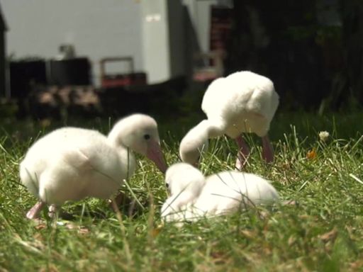 Four American flamingo chicks hatch at Chicago’s Brookfield Zoo